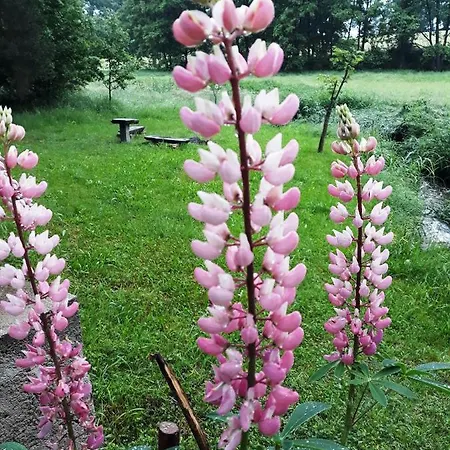 - Na Samote U Lesa Casa vacanze Levin (Ceske Budejovice)