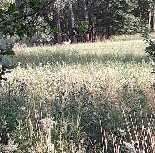 - Na Samote U Lesa Feriehus *