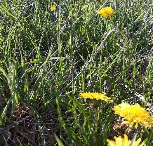 - Na Samote U Lesa Levin (Ceske Budejovice)