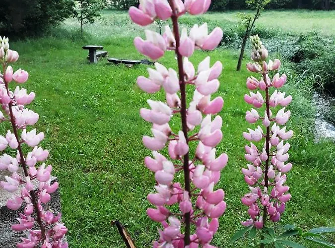 - Na Samote U Lesa Feriehus Levin (Ceske Budejovice)