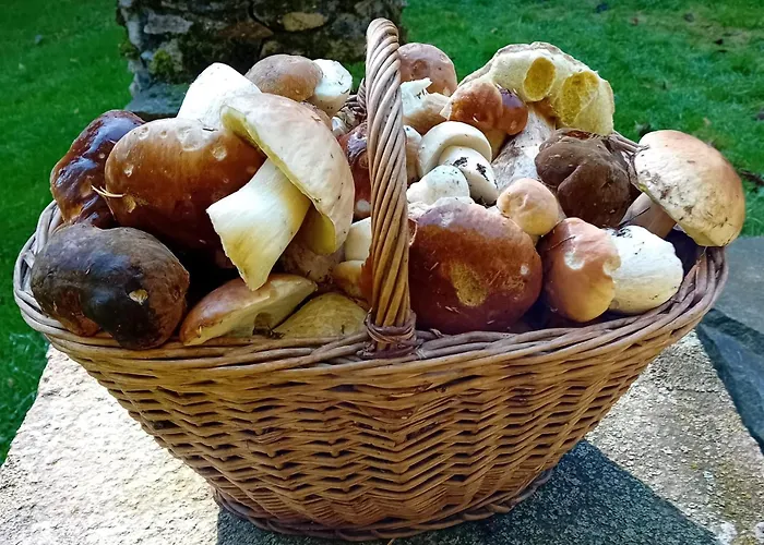 - Na Samote U Lesa Feriehus *